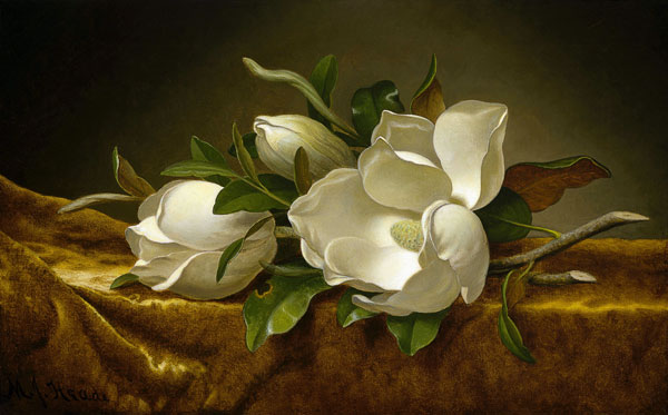 Magnolias on Gold Velvet Cloth from Martin Johnson Heade