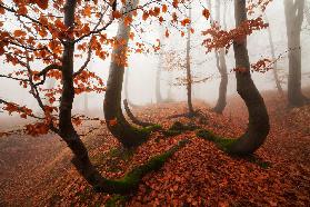 Fairytale Forest