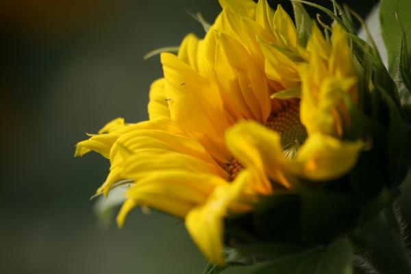 Sonnenblume from Martina Berg