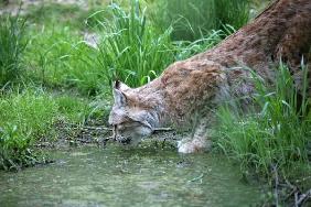 Luchs