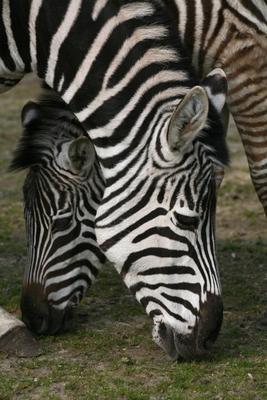 Zebras from Martina Berg