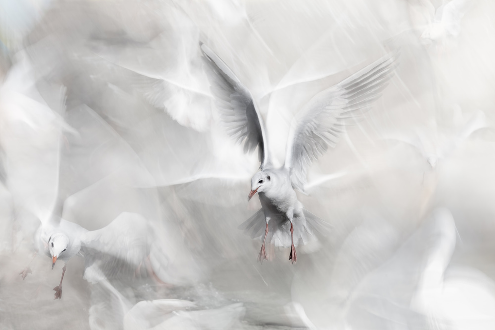 Winds of freedom from Martine Benezech