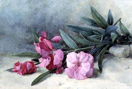 Oleander Blossom from Mary E. Butler
