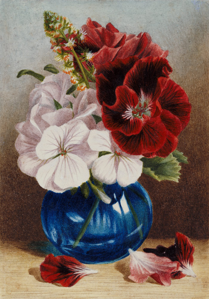 Claret and White Pelargoniums in a Blue Vase from Mary Elizabeth Duffield