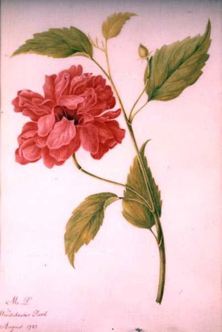 Peony Style Flower from Mary Granville Delany