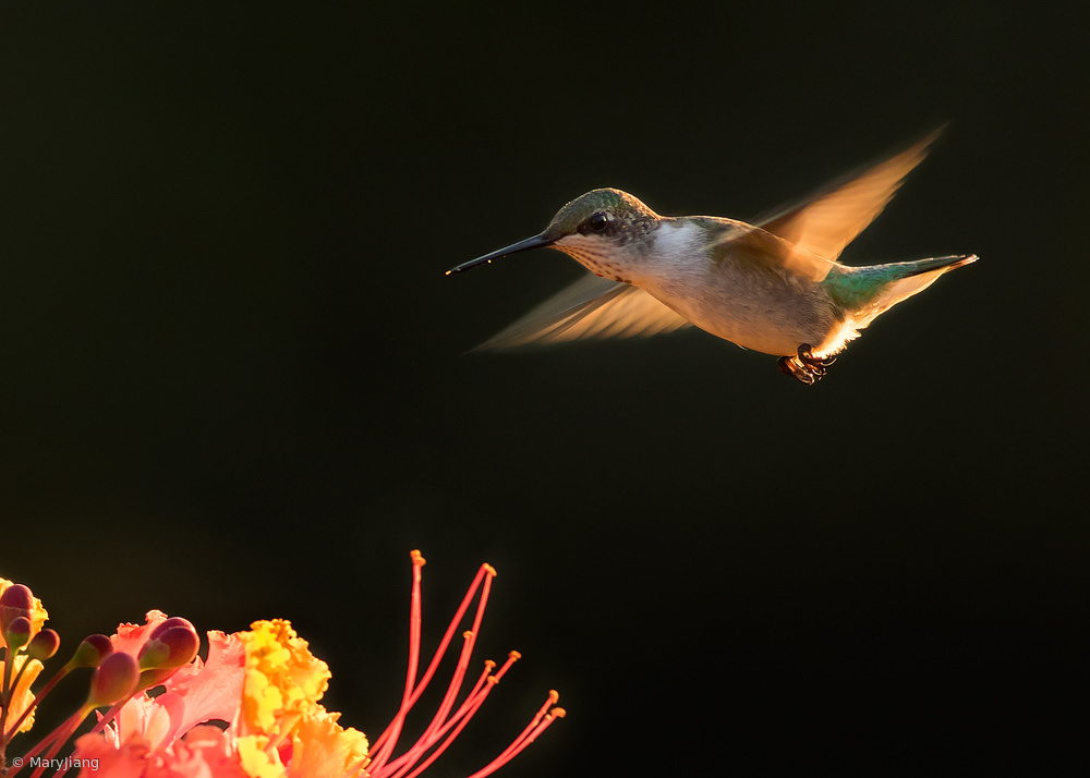 Hummingbird from Mary Jiang