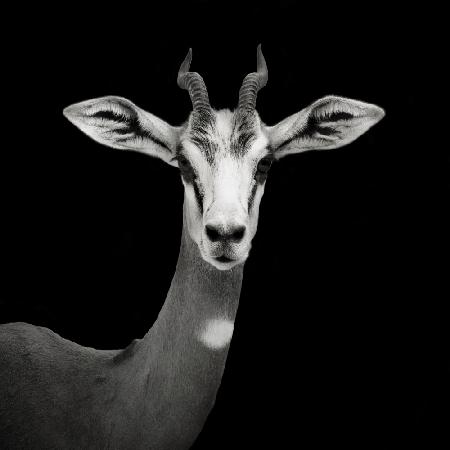 Gazelle Portrait - Nanger Dama Mhorr