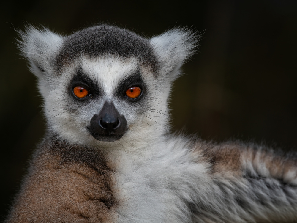 Strike a Pose - Maki Catta - Lemur catta from Mathilde Guillemot