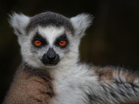 Strike a Pose - Maki Catta - Lemur catta