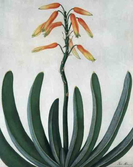 Aloe Striata (w/c and gouache over pencil on vellum) from Matilda Conyers