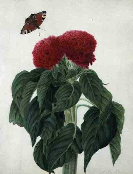 Celosia Argentea Cristata and Butterfly (w/c and gouache over pencil on vellum) from Matilda Conyers