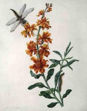 Erysium Cheiri with Dragonfly and Caterpillar (w/c and gouache over pencil on vellum)