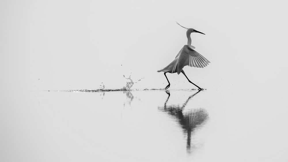 Dancing on the water from mauro rossi