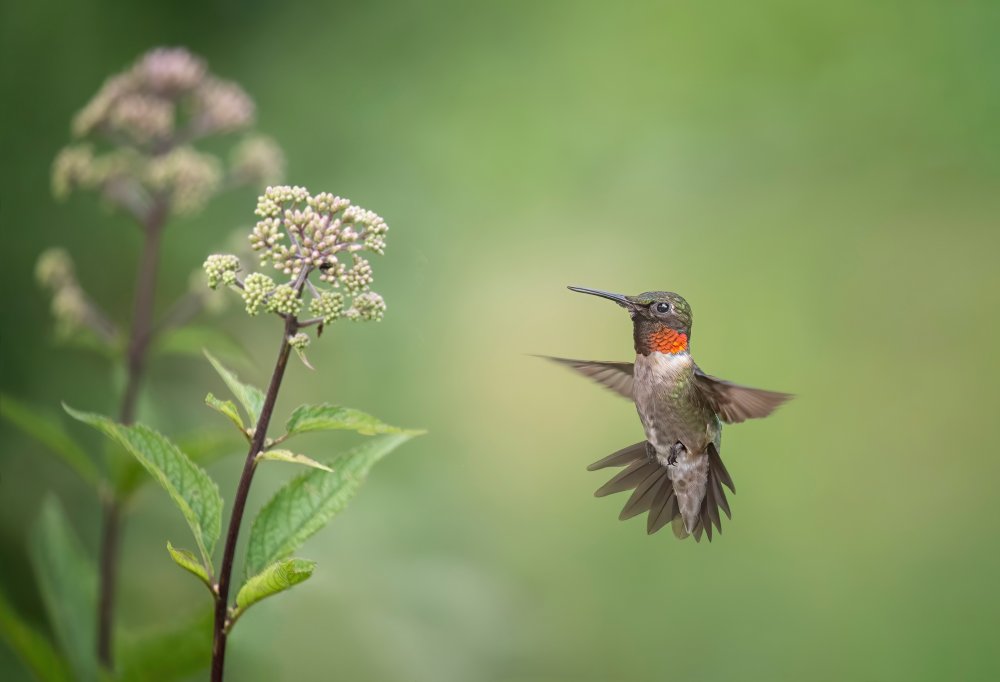 Hummingbird from Max Wang