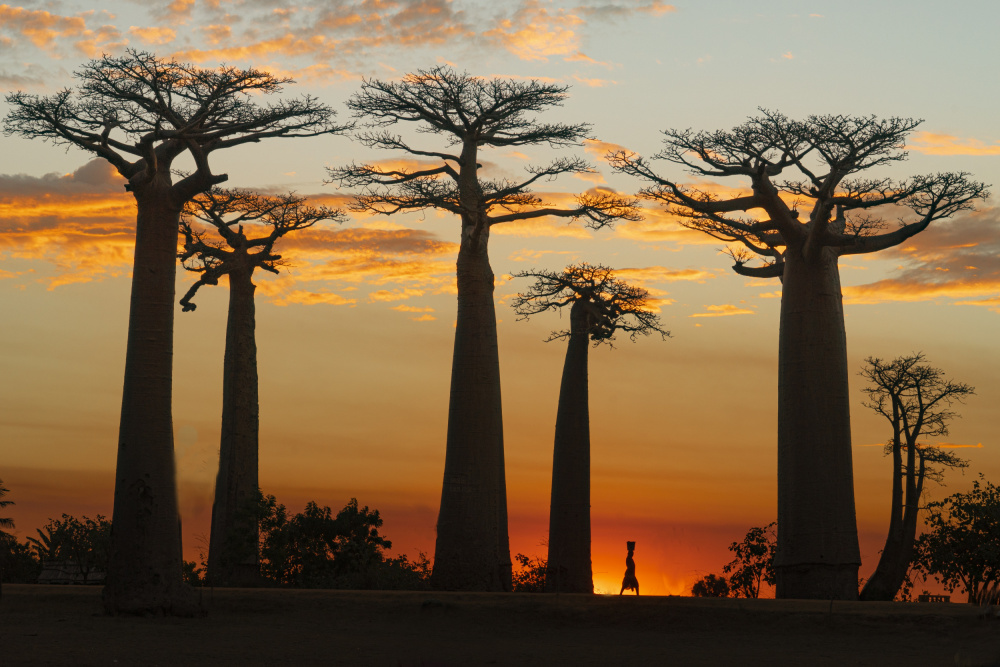 Baobabs in Sunset from Mei Shi