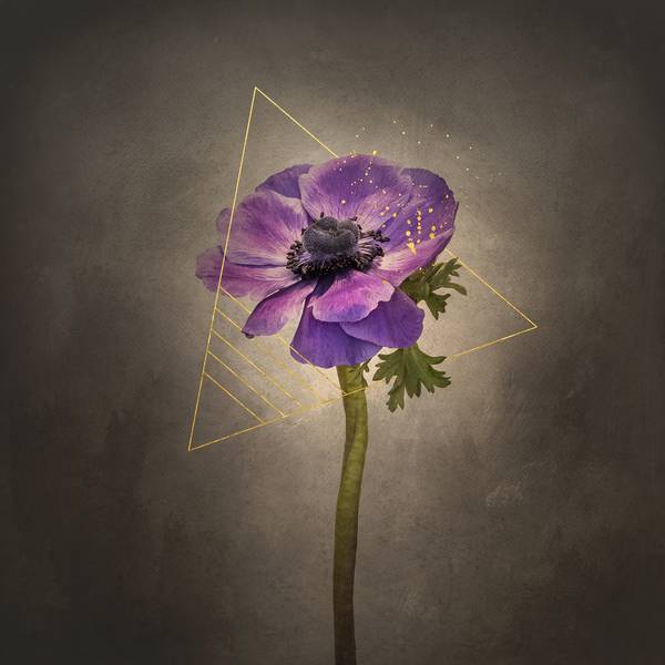 Graceful flower - Anemone coronaria | vintage style gold from Melanie Viola
