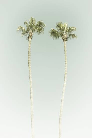 Minimalist idyll with palm trees on the beach | Vintage 