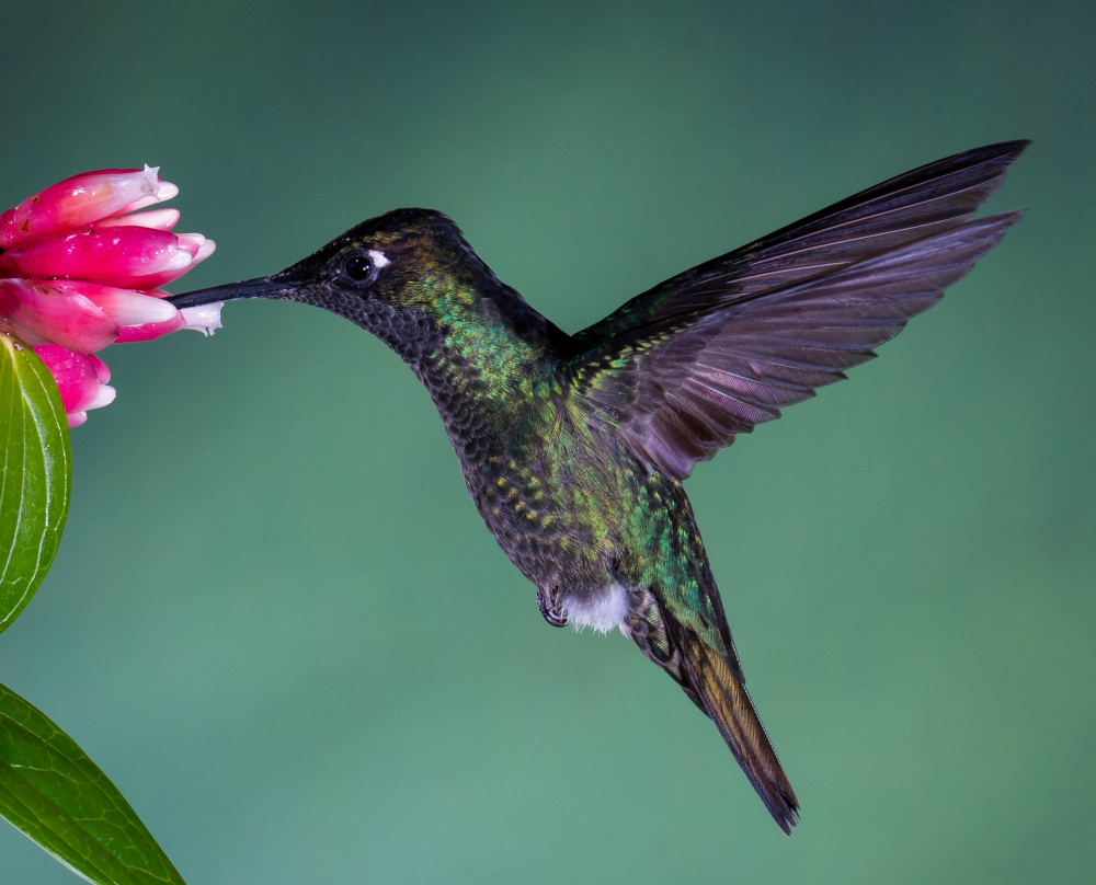 Costa Rican Hummingbird from Melissa Theil