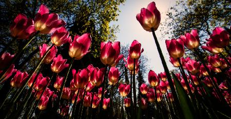 Red Tulips...