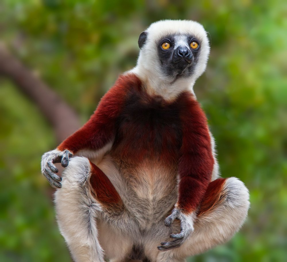 Lemur: Sifaka Portrait from Miary Andria