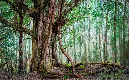 Waipio Valley Rainforest