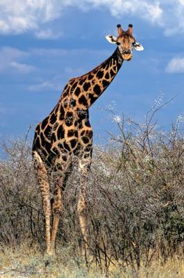 Giraffe from Michael Dietrich