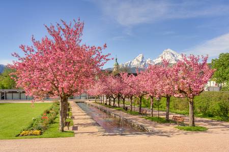 Kirschblüte in Berchtesgaden