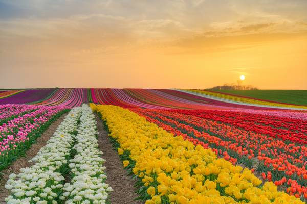 Tulpenfeld im Rheinland bei Sonnenuntergang from Michael Valjak