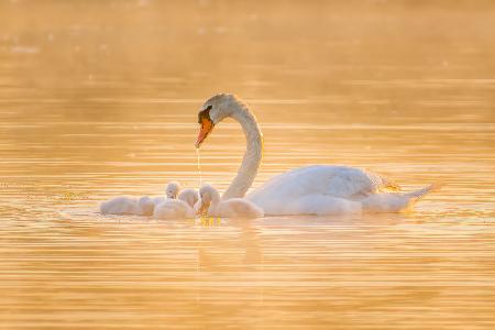 Swan Mother And Her Babies