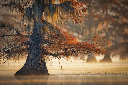 A Cypress In Fall Water