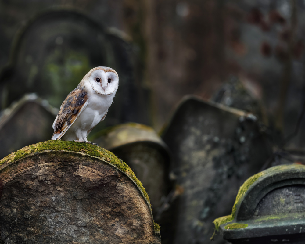 Owl at cemetery from Michaela Firešová
