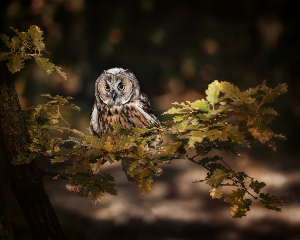 Long eared owl from Michaela Firešová