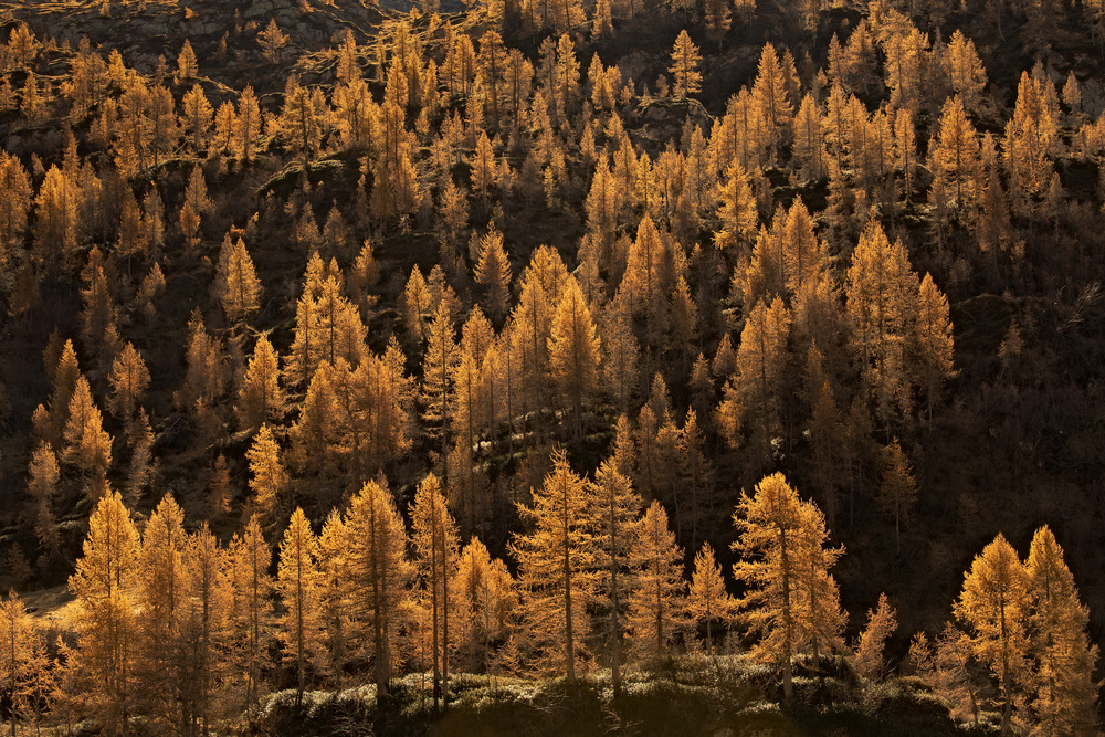 larches in autumn from Michel Manzoni