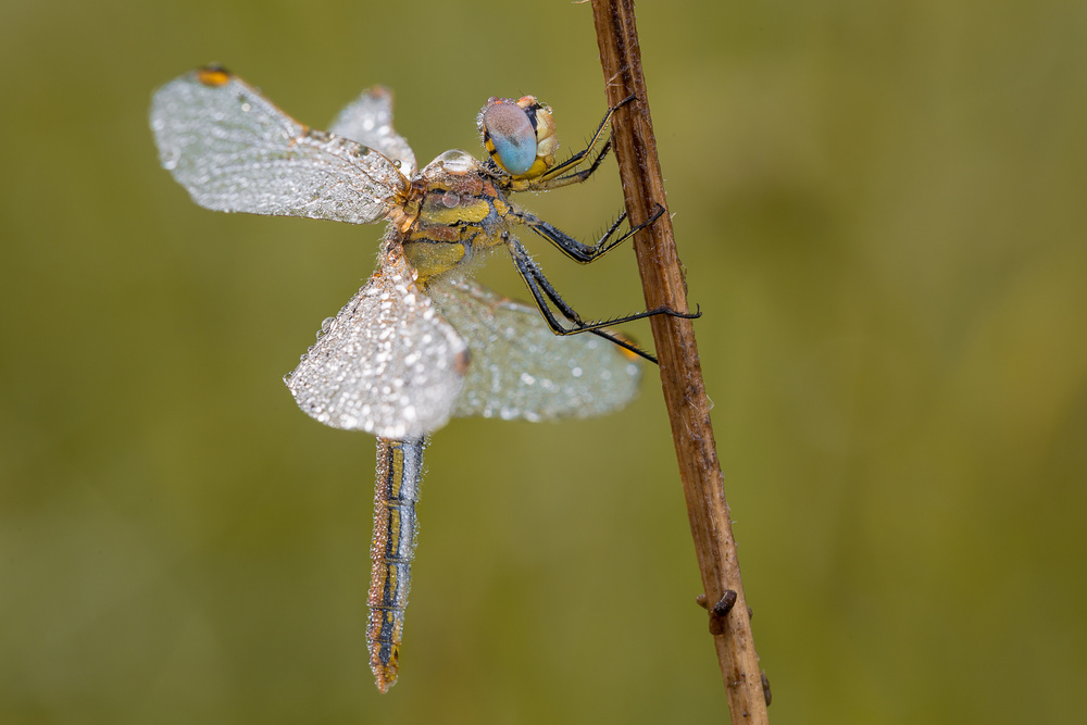 dragonfly from Michel Manzoni