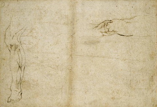 Study of a human leg, 16th century from Michelangelo Buonarroti