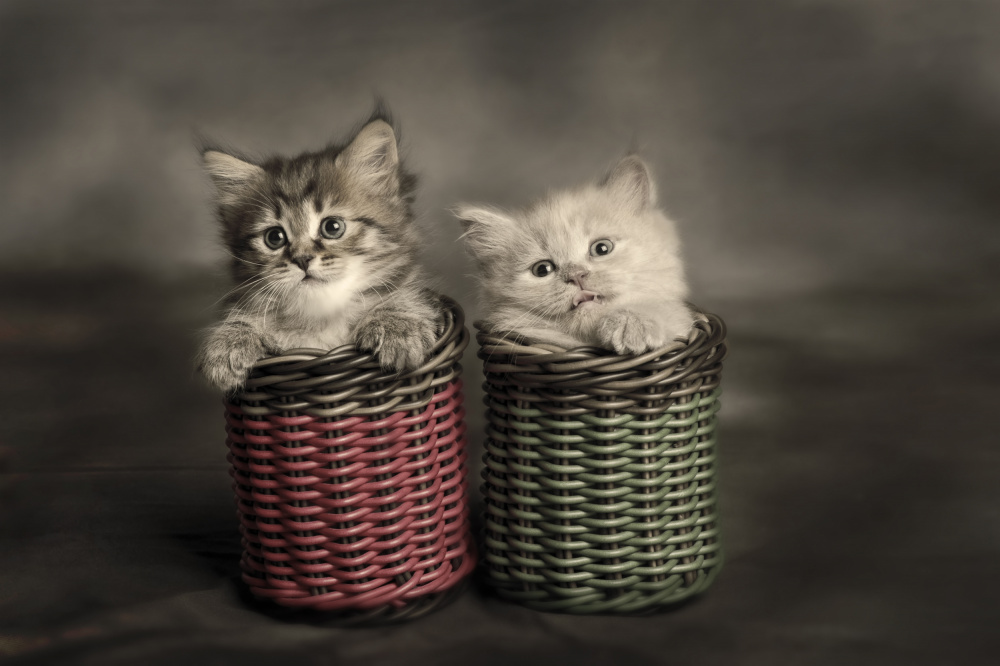 Couple Kitten from Mieke Suharini