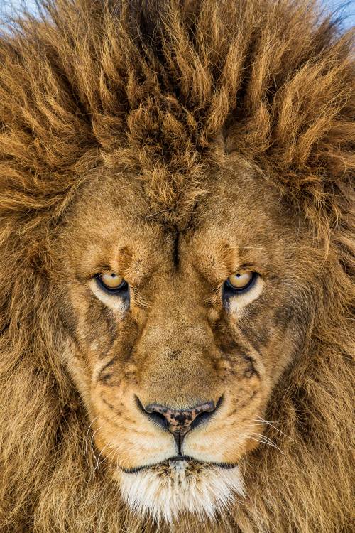 Serious Lion from Mike Centioli