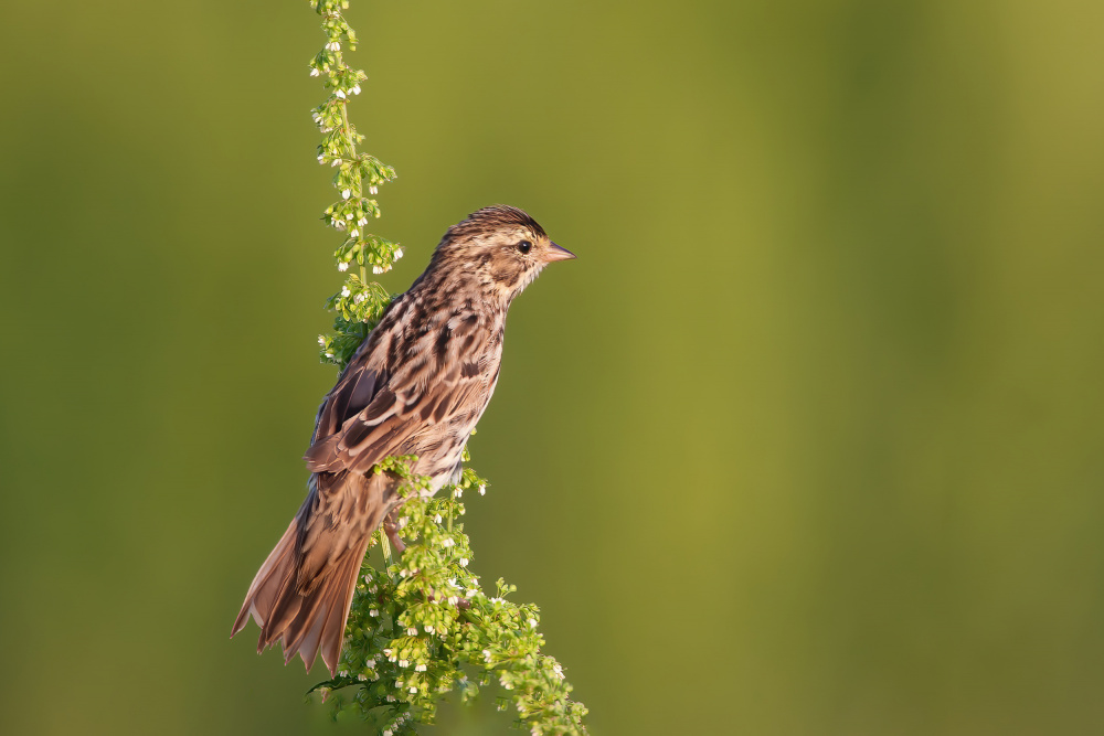 Savannah Sparrow from Mike He