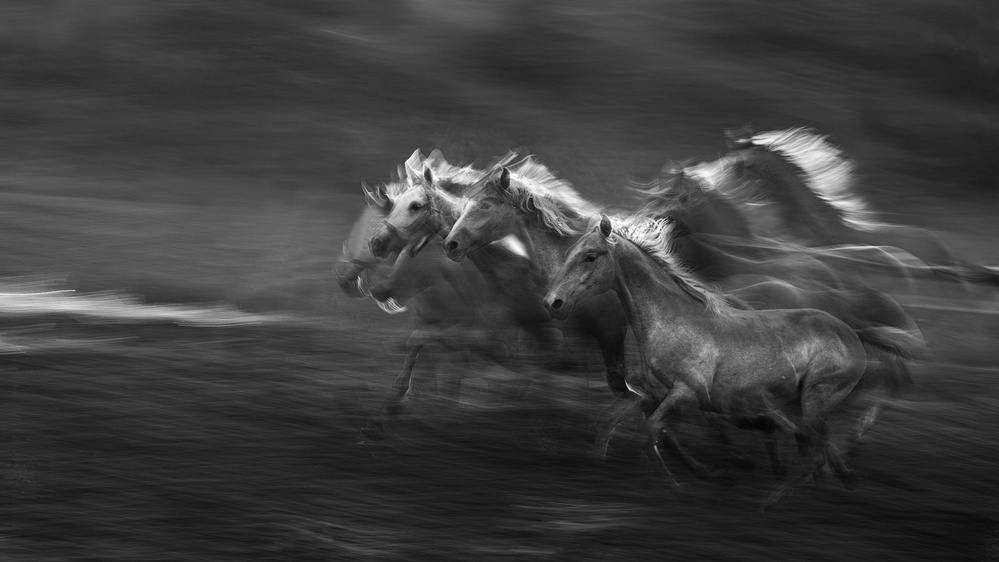 Horses in the gallop from Milan Malovrh