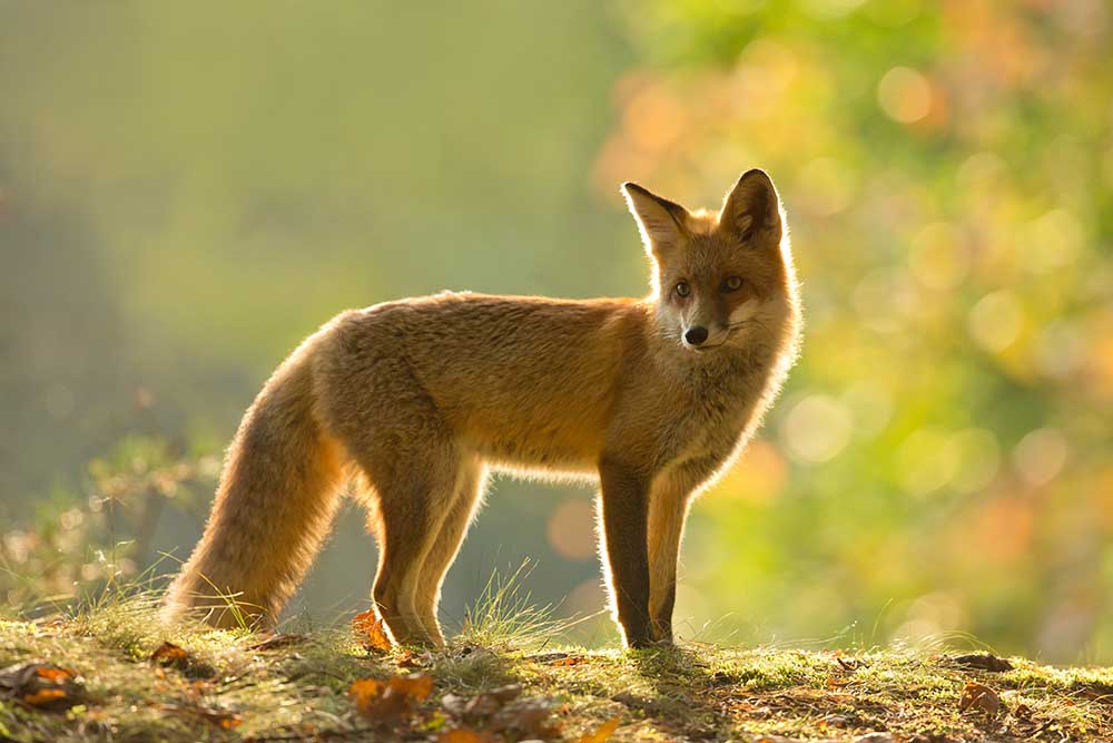 Red fox from Milan Zygmunt