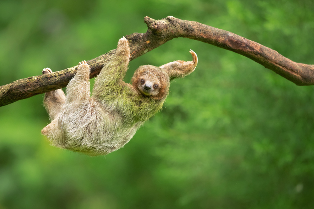Brown-throated sloth from Milan Zygmunt