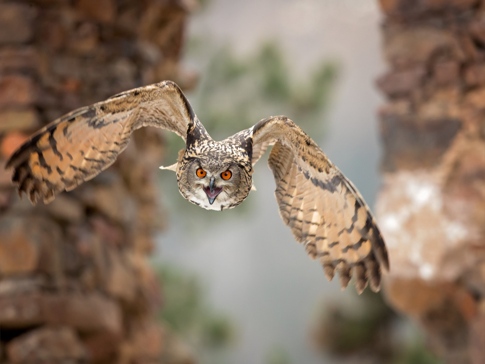 Eurasian eagle-owl from Milan Zygmunt