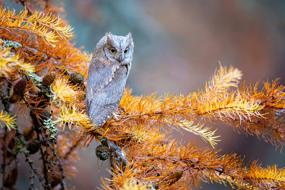 Eurasian scops owl from Milan Zygmunt