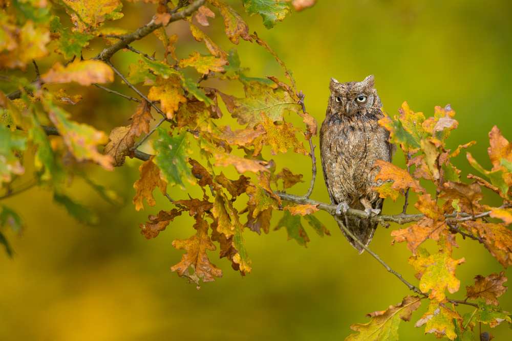 European Scops Owl from Milan Zygmunt