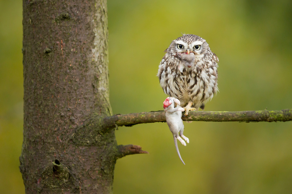 Little Owl from Milan Zygmunt