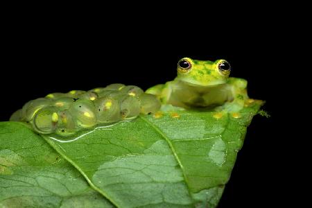 Reticulated glass frog