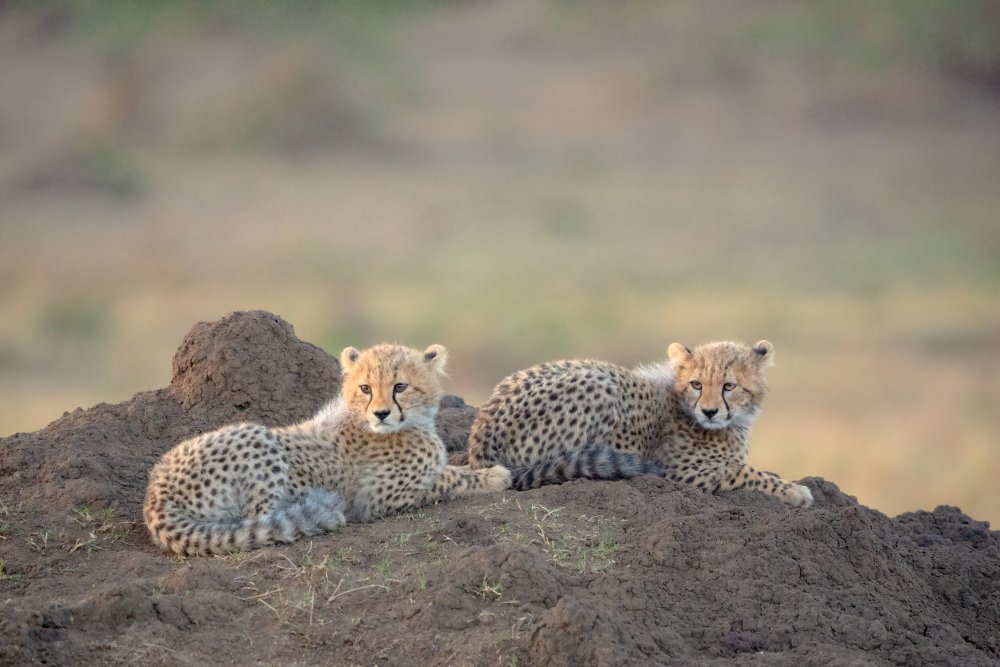 Cheetah cubs from MIN LI