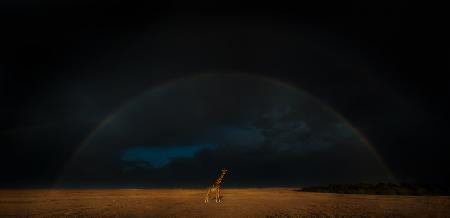 Giraffe and Rainbow