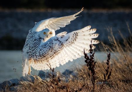 Snowy owl taking off