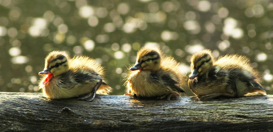 Ducklings from Mircea Costina
